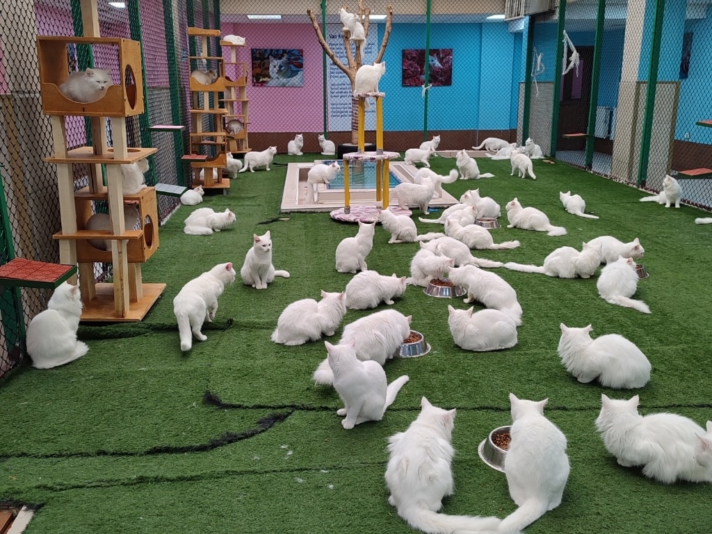 Van Cat House Van Cat House